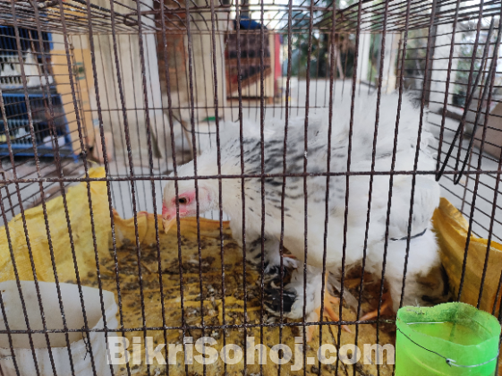 তিন মাস বয়সি ব্রামাহা মুরগি
